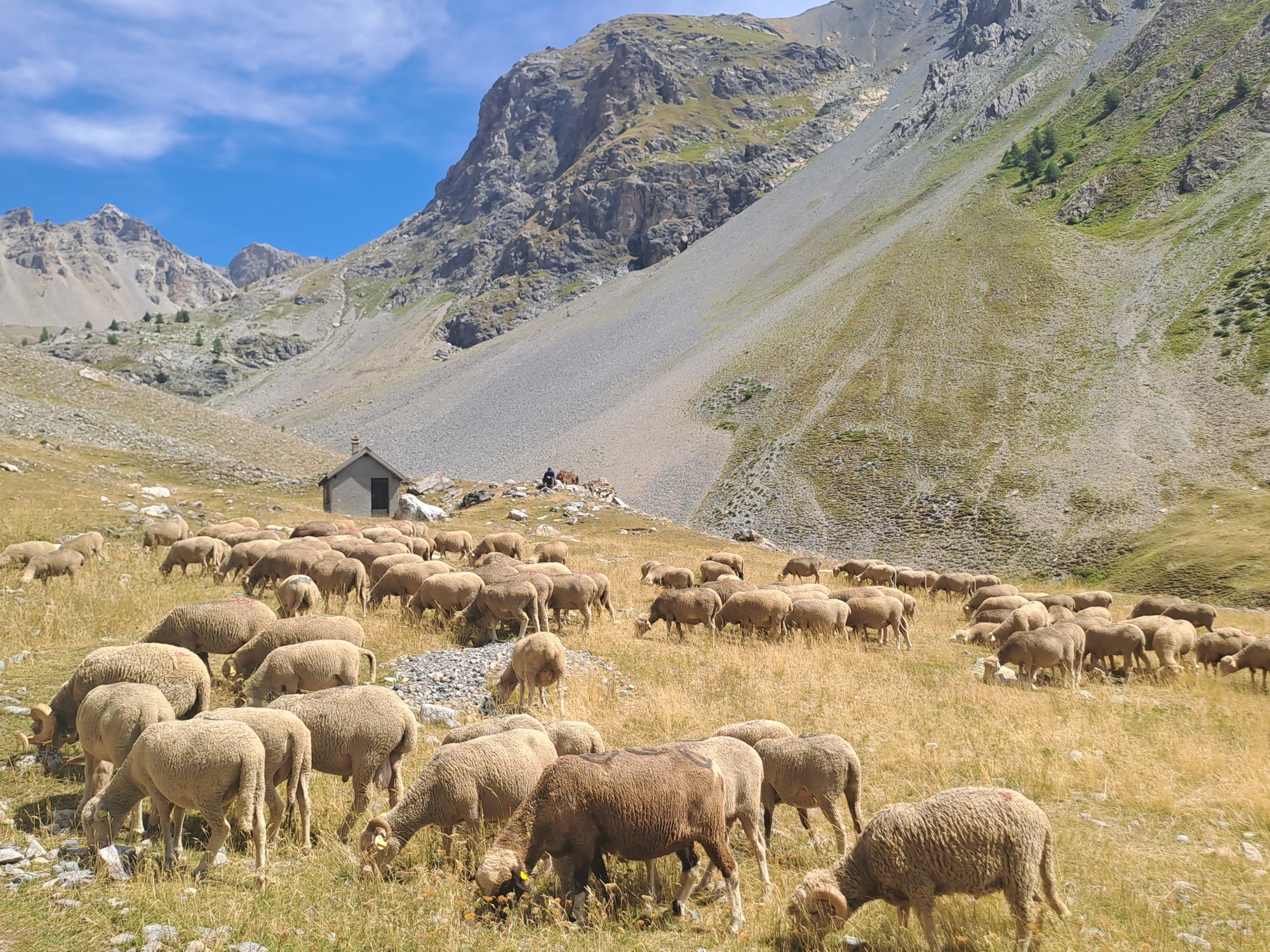 Photo 1 - Thème 2 - Nanook, le patou, surveillant son troupeau_Ubaye