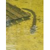 <p>Alors qu’il n’y avait plus personne dans l’eau, cette belle anguille est venue nous dire bonjour. Sitôt arrivée, sitôt repartie !</p>