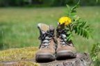 Une paire de chaussures de marche. Une fleur jaune est plantée dans une des chaussures