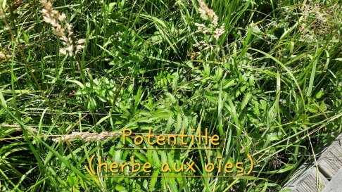 Lien vers image en grand format (nouvelle fenêtre)